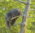 Porcupine in tree close up portrait