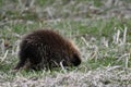 A Porcupine walking around looking for food
