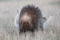 Porcupine walking in grass