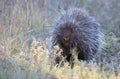 A Porcupine walking in the meadow in the summer in Ottawa, Canada