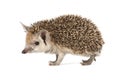 Porcupine on a white background