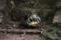 Porcupine white sharp quills