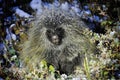 Porcupine in wilderness. Adorable wild animal hiding in grass. Royalty Free Stock Photo