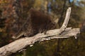 Porcupine (Erethizon dorsatum) Clambers Up Branch Royalty Free Stock Photo