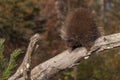 Porcupine (Erethizon dorsatum) Turns on Branch