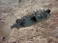 Porcupinefish