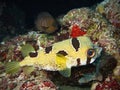 Porcupinefish