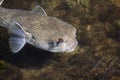 Porcupinefish