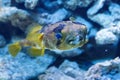 Porcupinefish belonging to the family Diodontidae. Royalty Free Stock Photo