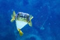 Porcupinefish belonging to the family Diodontidae. Royalty Free Stock Photo