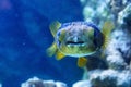 Porcupinefish belonging to the family Diodontidae. Royalty Free Stock Photo