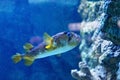 Porcupinefish belonging to the family Diodontidae. Royalty Free Stock Photo