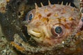 Porcupinefish Ciclyhthys orbicularis Royalty Free Stock Photo