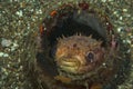 Porcupinefish Ciclyhthys orbicularis Royalty Free Stock Photo