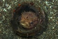 Porcupinefish Ciclyhthys orbiculris Royalty Free Stock Photo