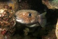 Porcupinefish (Diodon hystrix)