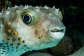 Porcupinefish (Diodon nicthemerus) Royalty Free Stock Photo