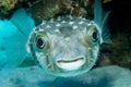 Porcupinefish (Diodon nicthemerus) Royalty Free Stock Photo