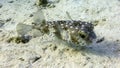 Porcupinefish Diodon Nicthemerus fish in the Red Sea, Eilat, Israel Royalty Free Stock Photo