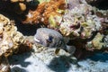 Porcupinefish are fish belonging to the family Diodontidae, also commonly called blowon the coral reef in Thailand. Royalty Free Stock Photo