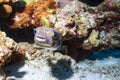 Porcupinefish are fish belonging to the family Diodontidae, also commonly called blowon the coral reef in Thailand. Royalty Free Stock Photo