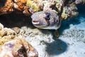 Porcupinefish are fish belonging to the family Diodontidae, also commonly called blowon the coral reef in Thailand. Royalty Free Stock Photo