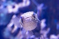 Porcupinefish is hiding under under Lettuce coral. Ajargo, Giant Porcupinefish or Spotted Porcupine Fish (Diodon Royalty Free Stock Photo