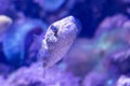 Porcupinefish is hiding under under Lettuce coral. Ajargo, Giant Porcupinefish or Spotted Porcupine Fish (Diodon Royalty Free Stock Photo