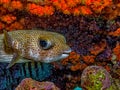 Porcupinefish are medium-to-large fish,Diodontidae Royalty Free Stock Photo