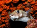 Porcupinefish are medium-to-large fish,Diodontidae Royalty Free Stock Photo