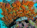 Porcupinefish are medium-to-large fish,Diodontidae Royalty Free Stock Photo