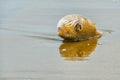 Porcupinefish in Panama on Azuero peninsula beach. Royalty Free Stock Photo