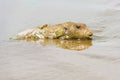 Porcupinefish in Panama on Azuero peninsula beach. Royalty Free Stock Photo