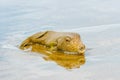 Porcupinefish in Panama on Azuero peninsula beach. Royalty Free Stock Photo