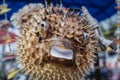 Porcupinefish or puffer fish in souvenir shop. Royalty Free Stock Photo