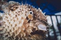 Porcupinefish or puffer fish in souvenir shop. Royalty Free Stock Photo