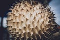 Porcupinefish or puffer fish in souvenir shop. Royalty Free Stock Photo