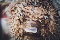 Porcupinefish or puffer fish in souvenir shop. Royalty Free Stock Photo