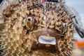 Porcupinefish or puffer fish in souvenir shop. Royalty Free Stock Photo