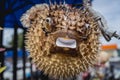 Porcupinefish or puffer fish in souvenir shop. Royalty Free Stock Photo