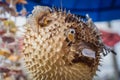 Porcupinefish or puffer fish in souvenir shop. Royalty Free Stock Photo