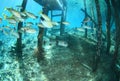 Porcupinefish swimming with schools of fishes under old jetty Royalty Free Stock Photo