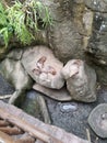 Porcupines basking on the rocks