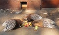 Porcupines eating vegetables Royalty Free Stock Photo