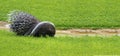 Porcupines looking for food in a grass field Royalty Free Stock Photo