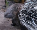 Porcupines are large rodents with coats of sharp spines, or quills, that protect them against predation. Royalty Free Stock Photo