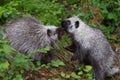 Baby Porcupines Nose to Nose