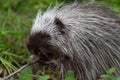 Baby Porcupine Eating