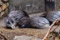 porcupines in the summer at the Riga Zoo 3