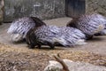 porcupines in the summer at the Riga Zoo 2